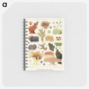 1-14_The-Great-Barrier-Reef-of-Australia_memo