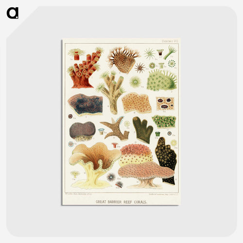 Great Barrier Reef Corals - オーストラリアのグレートバリアリーフ Postcard.