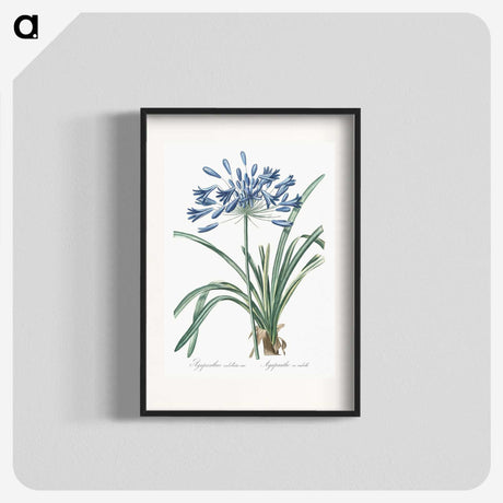 1-14_The-Lilies_blk