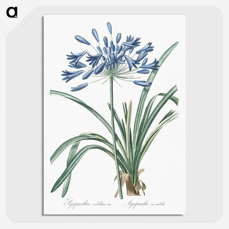 1-14_The-Lilies_picture-crop