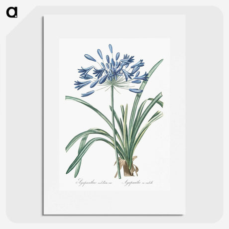1-14_The-Lilies_picture