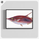 1-14_The-Natural-History-of-British-Fishes_blk-crop