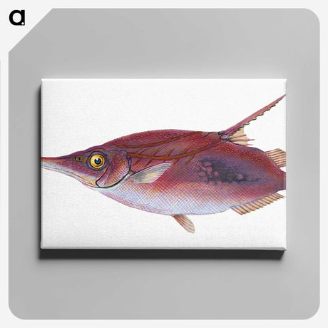 1-14_The-Natural-History-of-British-Fishes_canvas