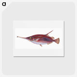1-14_The-Natural-History-of-British-Fishes_hagaki