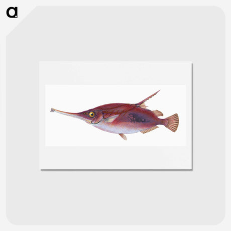1-14_The-Natural-History-of-British-Fishes_hagaki