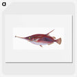 1-14_The-Natural-History-of-British-Fishes_picture