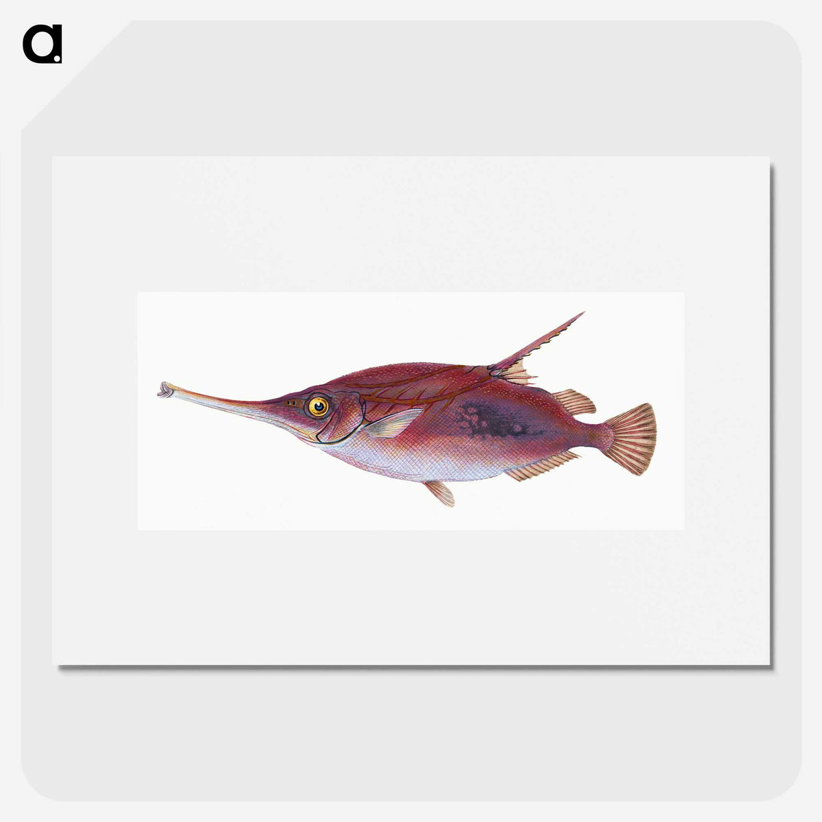 1-14_The-Natural-History-of-British-Fishes_picture