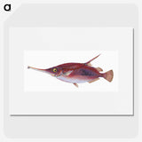 1-14_The-Natural-History-of-British-Fishes_picture
