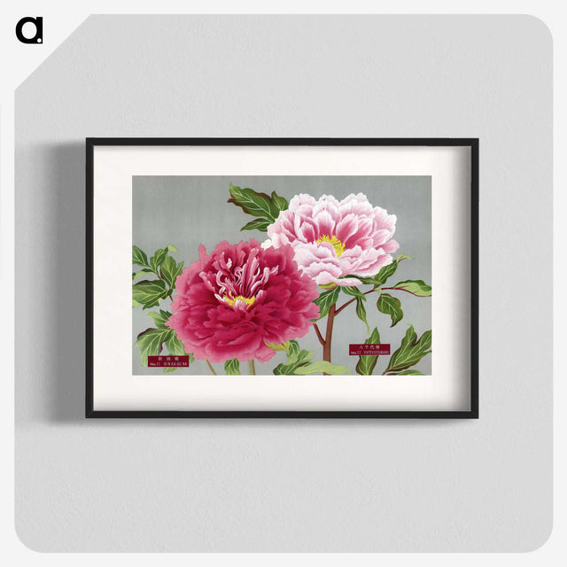 1-14_The-Picture-Book-of-Peonies_blk