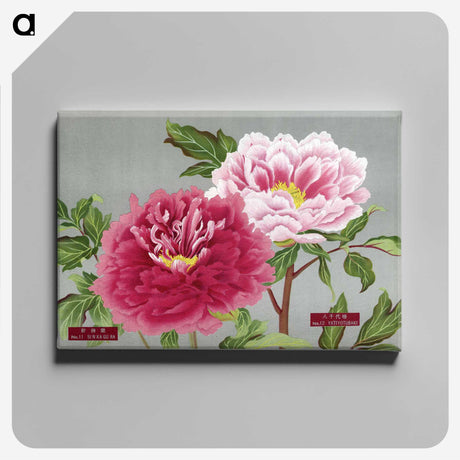 1-14_The-Picture-Book-of-Peonies_canvas