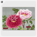 1-14_The-Picture-Book-of-Peonies_picture-crop