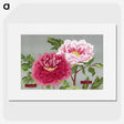 1-14_The-Picture-Book-of-Peonies_picture