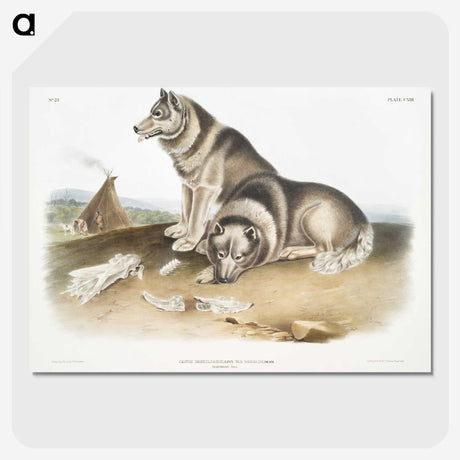 1-14_The-Viviparous-Quadrupeds_picture-crop