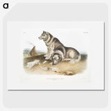 1-14_The-Viviparous-Quadrupeds_picture