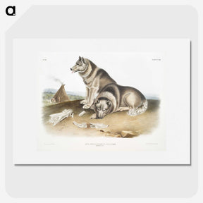 1-14_The-Viviparous-Quadrupeds_picture