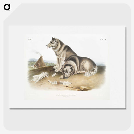 1-14_The-Viviparous-Quadrupeds_picture
