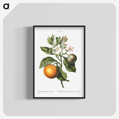 1-14_Treatise-on-Trees-and-Shrubs_blk-crop