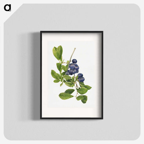 1-14_USDA-Watercolor-Fruit-Painting-Collection_blk