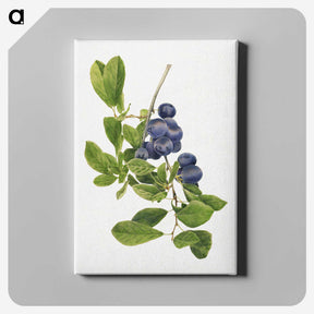 1-14_USDA-Watercolor-Fruit-Painting-Collection_canvas