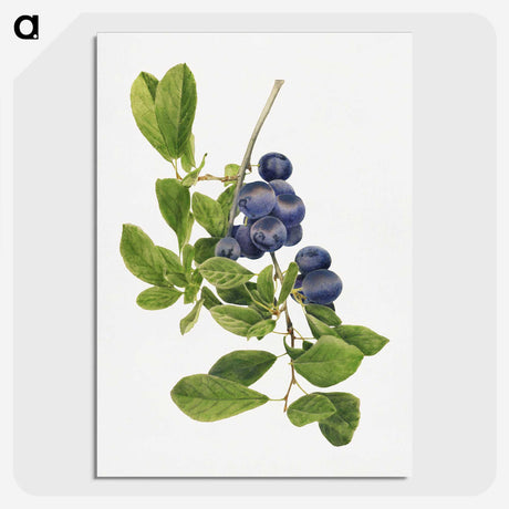1-14_USDA-Watercolor-Fruit-Painting-Collection_picture-crop