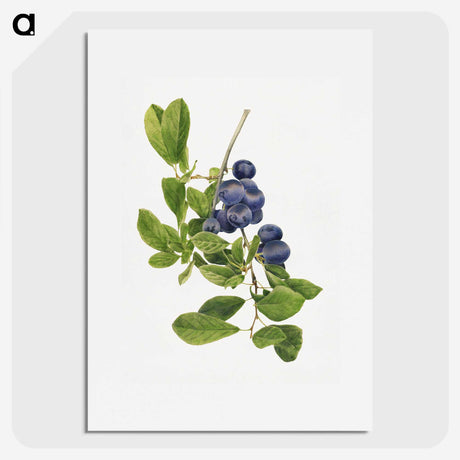 1-14_USDA-Watercolor-Fruit-Painting-Collection_picture