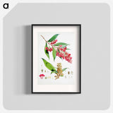 Buddleja Colvilei - Walter Hood Fitch Poster.