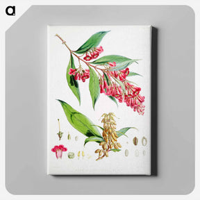 アートパネル-Buddleja Colvilei - ウォルター フッド フィッチ Canvas.