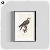 Gyrfalcon, female, illustration for tidskrift för jägare och naturforskare - ヴィルヘルム フォン ライト Poster.