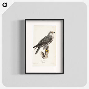 アートポスター-Gyrfalcon, female, illustration for tidskrift för jägare och naturforskare - ヴィルヘルム フォン ライト Poster.