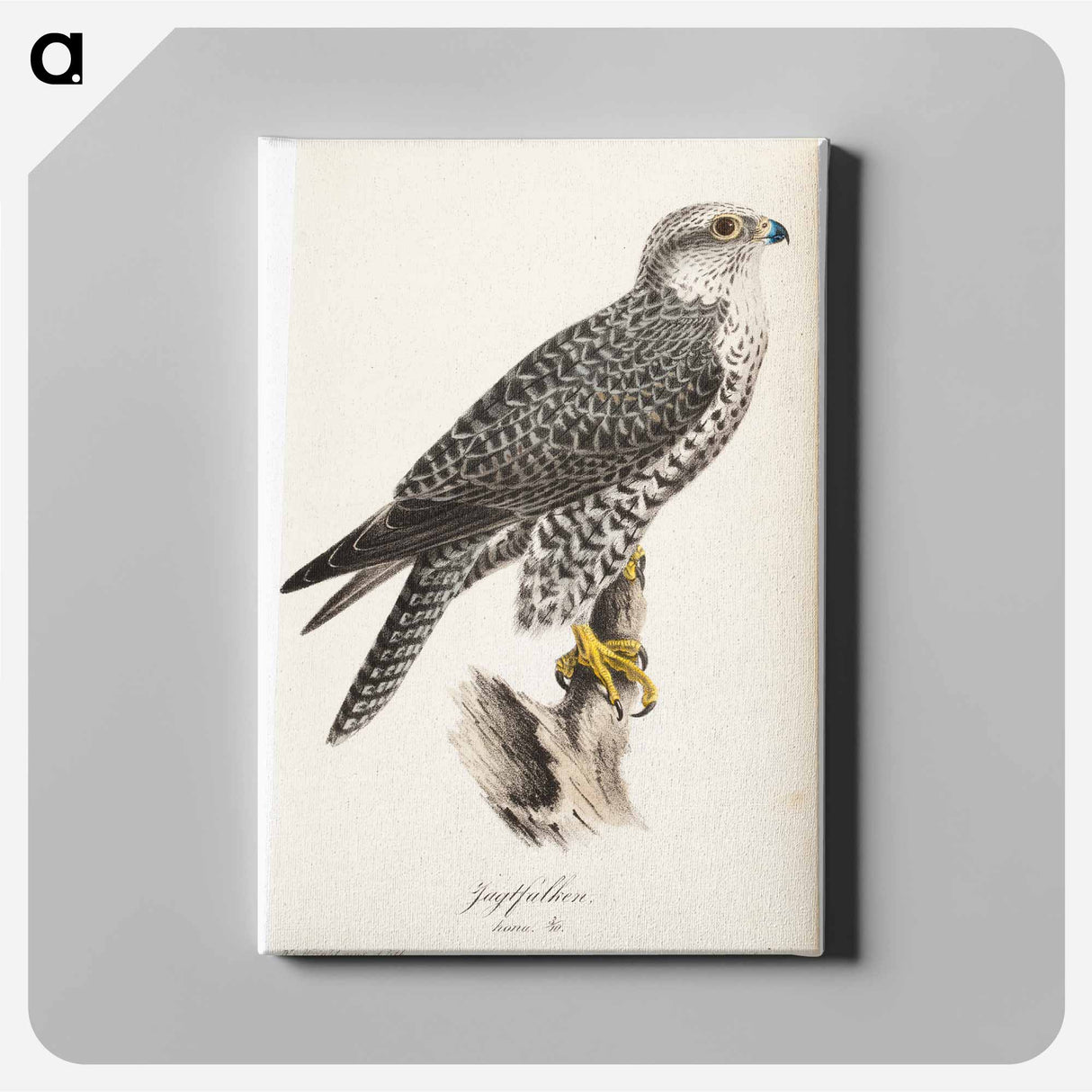 Gyrfalcon, female, illustration for tidskrift för jägare och naturforskare - ヴィルヘルム フォン ライト Canvas.