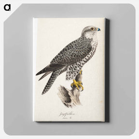 アートパネル-Gyrfalcon, female, illustration for tidskrift för jägare och naturforskare - ヴィルヘルム フォン ライト Canvas.