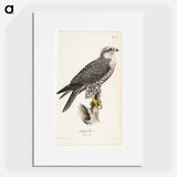 Gyrfalcon, female, illustration for tidskrift för jägare och naturforskare - ヴィルヘルム フォン ライト Poster.