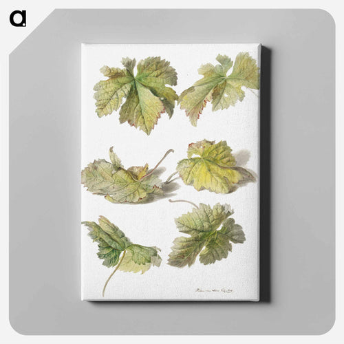 Studies van wingerdbladen - ウィレム ヴァン リーン Canvas.