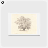 アートポストカード-A Tree in Full-Leaf - ウィリアム ヘンリー ハント Postcard.