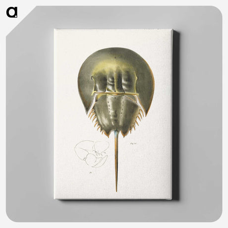 1-14_Zoology-of-New-York_canvas