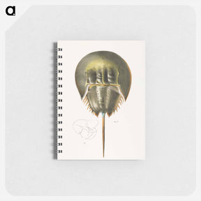 アートメモ帳-Atlantic horseshoe crab illustration from Zoology of New York by James Ellsworth De Kay - ニューヨークの動物学 Memo.