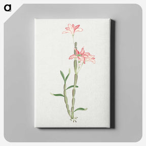 1-15_19th-Century-Japanese-Flowers_canvas