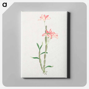 アートパネル-Sakoku - 19世紀の日本の花 Canvas.