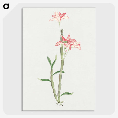 1-15_19th-Century-Japanese-Flowers_picture-crop