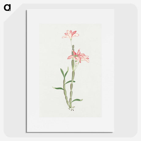 1-15_19th-Century-Japanese-Flowers_picture