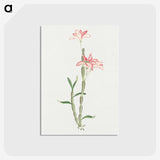1-15_19th-Century-Japanese-Flowers_postcard
