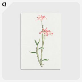 1-15_19th-Century-Japanese-Flowers_postcard
