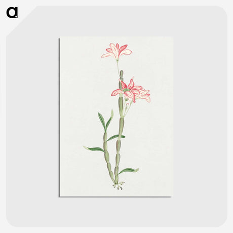 1-15_19th-Century-Japanese-Flowers_postcard