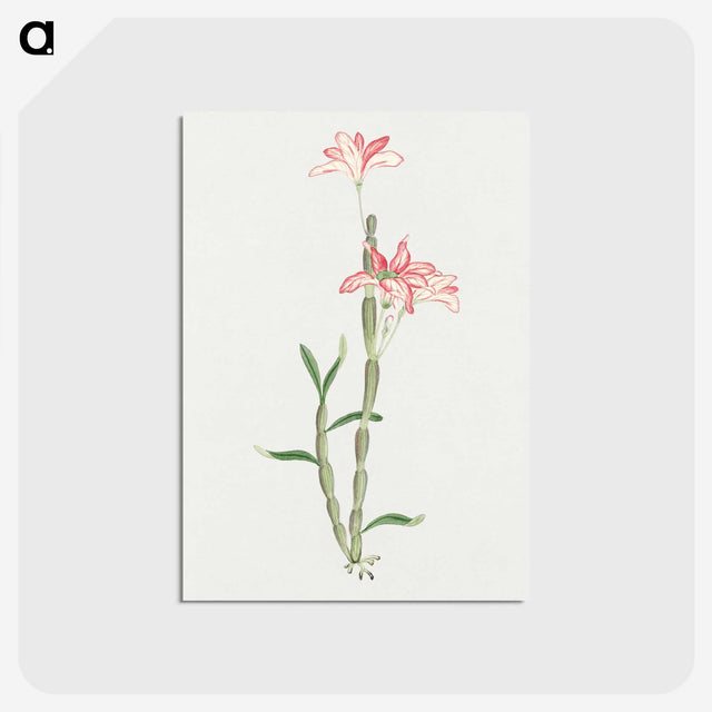 1-15_19th-Century-Japanese-Flowers_postcard