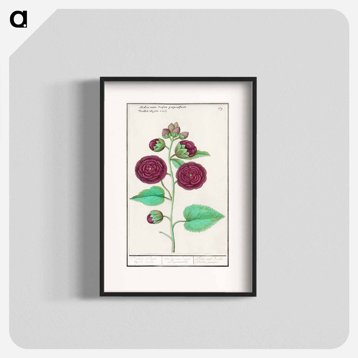 Hollyhock - アンセルムス ボエティウス デ ブート Poster.