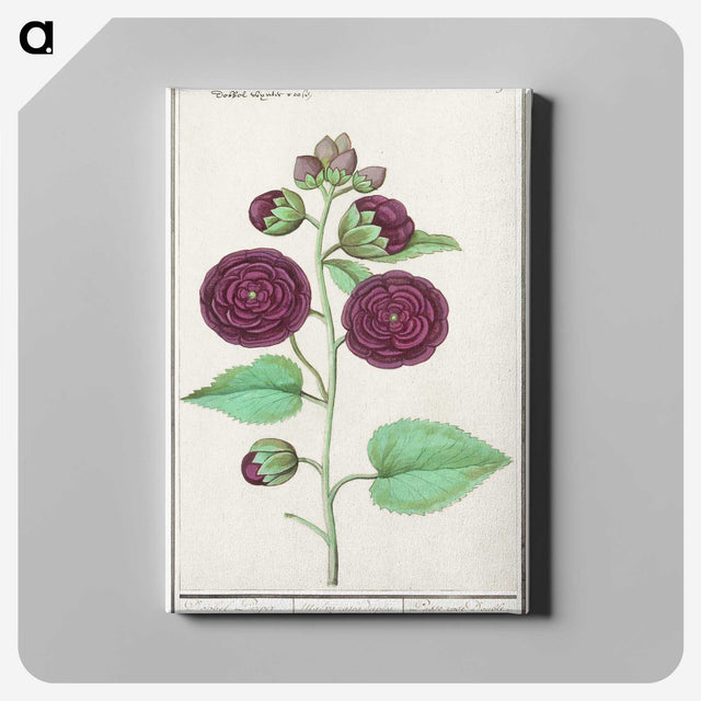 1-15_Anselmus-Boetius-de-Boodt_canvas