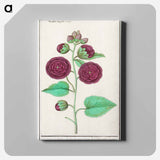 Hollyhock - アンセルムス ボエティウス デ ブート Canvas.