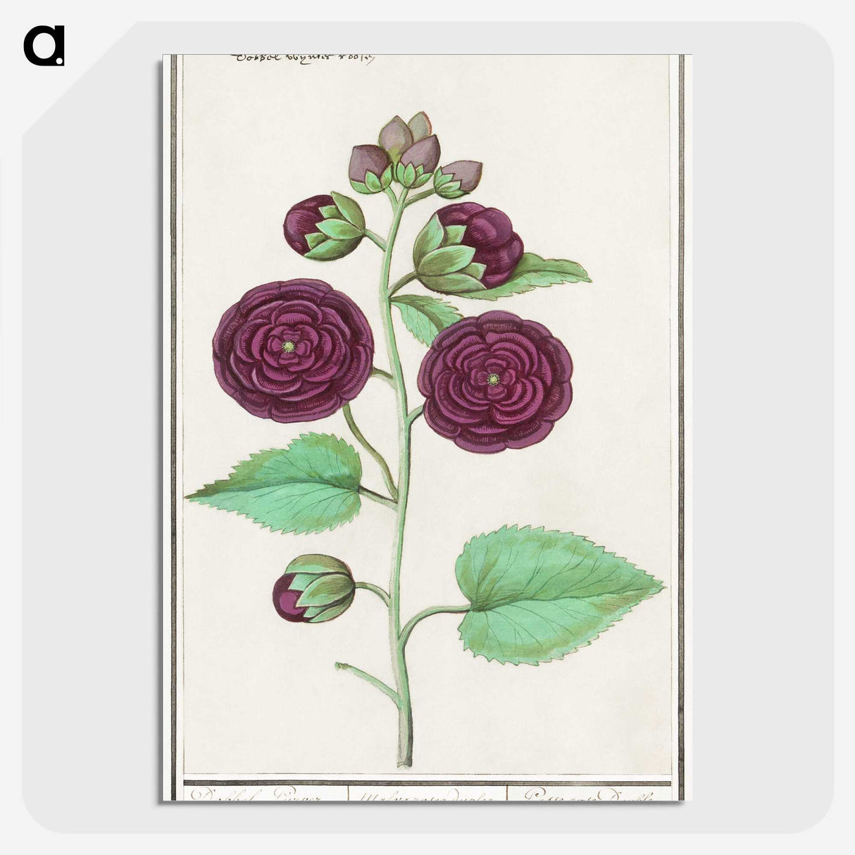 1-15_Anselmus-Boetius-de-Boodt_picture-crop