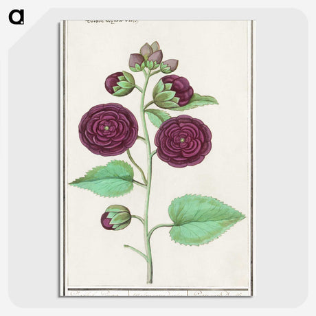 1-15_Anselmus-Boetius-de-Boodt_picture-crop