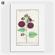 1-15_Anselmus-Boetius-de-Boodt_picture